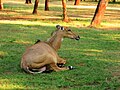 Nilgai deer in Indroda National Park