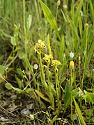 Ophrys sicula