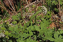 Petasites frigidus 1925.JPG