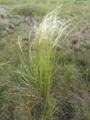 Stipa borysthenica