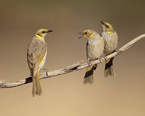 "Yellow-plumed_Honeyeater_-_Patchewollock.jpg" by User:JJ Harrison