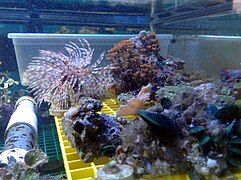 Aquatic Life Phenix City 10.jpg