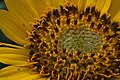 Balsamorhiza deltoidea