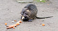 Nutria