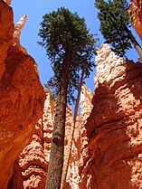 At Bryce Canyon National Park, Utah