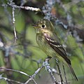 56 Empidonax flaviventris GJ uploaded by Cephas, nominated by Cephas