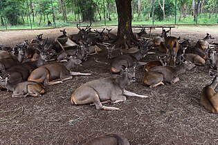 Group of Sambar deer in captivity at Tyavarekoppa Lion and Tiger Safari