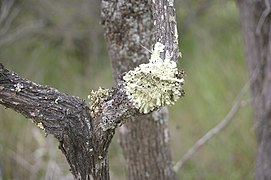 Tree based lichen York Western Australia.jpg