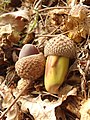 Q.r. subsp. pedunculiflora – acorns