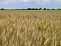 Champ de blé