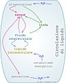 Circolazione di liquidi nell'organismo umano. Vedi it.Wikipedia Sangue