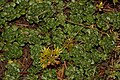 Sedum spathulifolium