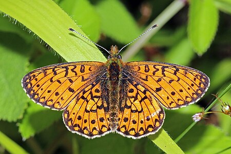 Boloria selene (Small Pearl-bordered Fritillary)