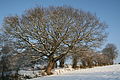 Pedonculate oak in winter, Havré, Belgium