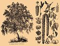 Brockhaus and Efron Encyclopedic Dictionary