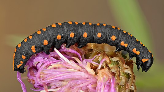 Commons:Featured picture candidates/Set/Cucullia lucifuga caterpillar