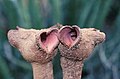 triceps, Namaqualand, South Africa, 1999