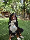 Thumbnail for File:Timmi the Therapy dog from Israel Bernese Mountain Dog 03.jpg