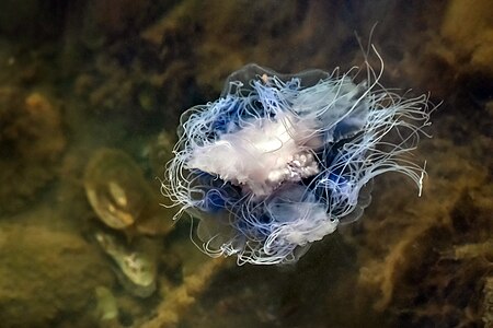 Underside of expanded bluefire jellyfish in Brofjorden at Sandvik 57