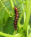 * Nomination [Caterpillar of Acraea terpsicore (Linnaeus, 1758) – Tawny Coster on Passiflora sp. By User:Sourabh.biswas003 --Bodhisattwa 03:16, 28 May 2022 (UTC) * Decline Too blurry and artefacts. Although, otherwise nice picture as a smaller one. --Ximonic 07:47, 28 May 2022 (UTC)