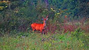 Thumbnail for File:Cervo-do-pantanal - Blastocerus dichotomus.jpg