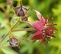 Potentilla palustris