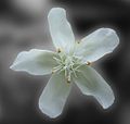 Drosera ordensis Flora White