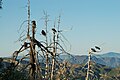 Flock; Hopper Mountain NWR