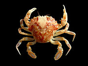    Liocarcinus marmoreus