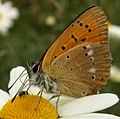 Lycaena virgaureae