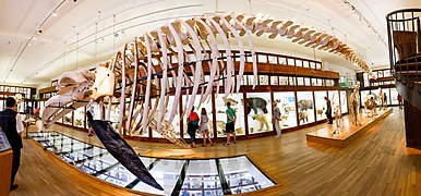 Squelette de rorqual. Muséum d'histoire naturelle de Nantes