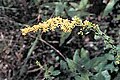 Solidago rugosa