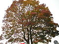 Tree in autumn, Germany