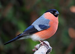 Eurasian Bullfinch, Pyrrhula pyrrhula, male