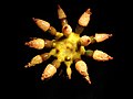 * Nomination Strawberry sea urchin (Chondrocidaris brevispina) FredD 20:53, 29 April 2020 (UTC) * Promotion  Support Good quality. --Zcebeci 21:40, 29 April 2020 (UTC)