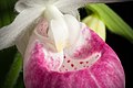 Cypripedium reginae Labellum