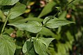 Erigeron aliceae