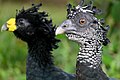 Great Curassow (Crax rubra)