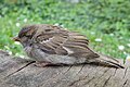 * Nomination House sparrow (Passer domesticus) in Colmar (Haut-Rhin, France). --Gzen92 12:27, 29 April 2020 (UTC) * Promotion  Support Good quality. --Ermell 19:44, 29 April 2020 (UTC)