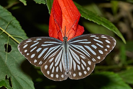 Pareronia hippia (Common Wanderer)