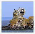 Cormorans se reposant sur les roches de la pointe du Kador