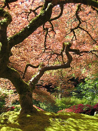 (18 April 2012) "That" Japanese Maple at the Portland Japanese Garden by Jeremy Reding