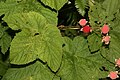 Rubus parviflorus