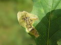 Tischeria complanella, tyszerka płaskowiaczek, Polska