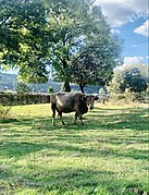 Vaca en la dehesa.jpg