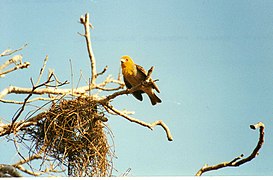 Weaver bird nesting (3445341247).jpg