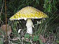 var. guessowii under a pine in O'Leary, Prince Edward Island, Canada