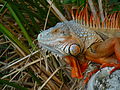 Head of green iguana (orange) during mating season