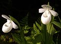 Cypripedium reginae alba color