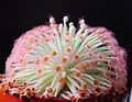 Drosera derbyensis cultivated plant